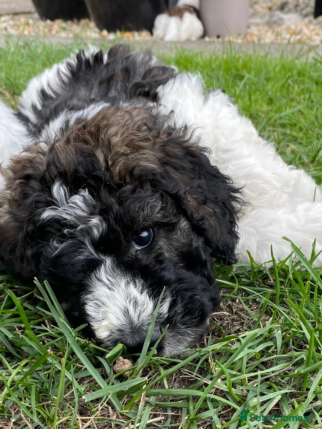 Saint Bernard dogs for sale: St Berdoodle (Saint Bernard standard Poodle) - Image 34