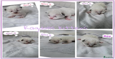 Ragdoll cats - Advert 16