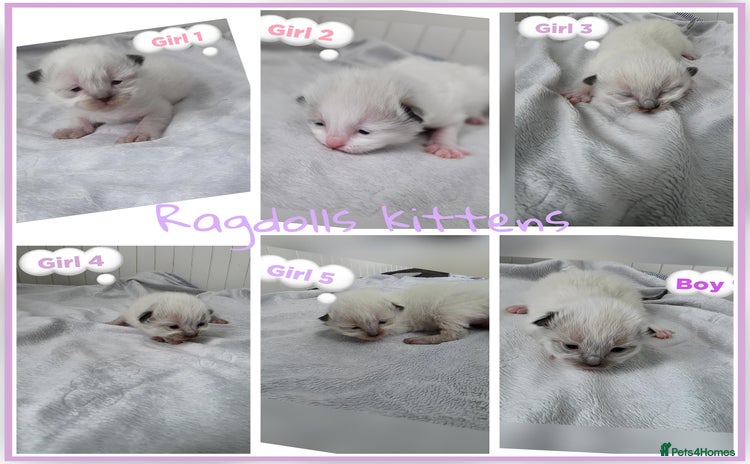 Ragdoll cats - Advert 7