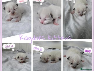 Ragdoll cats - Advert 14