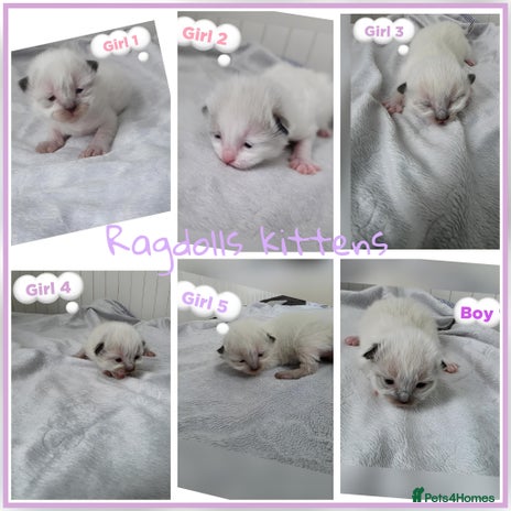 Ragdoll cats - Advert 7