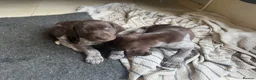 German Shorthaired Pointer dogs for sale: Litter of nine family raised GSPs  - Advert 7