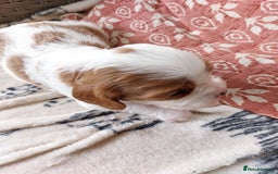 Cavalier King Charles Spaniel dogs for sale: Outstanding Cavalier King Charles Puppies  - Image 14