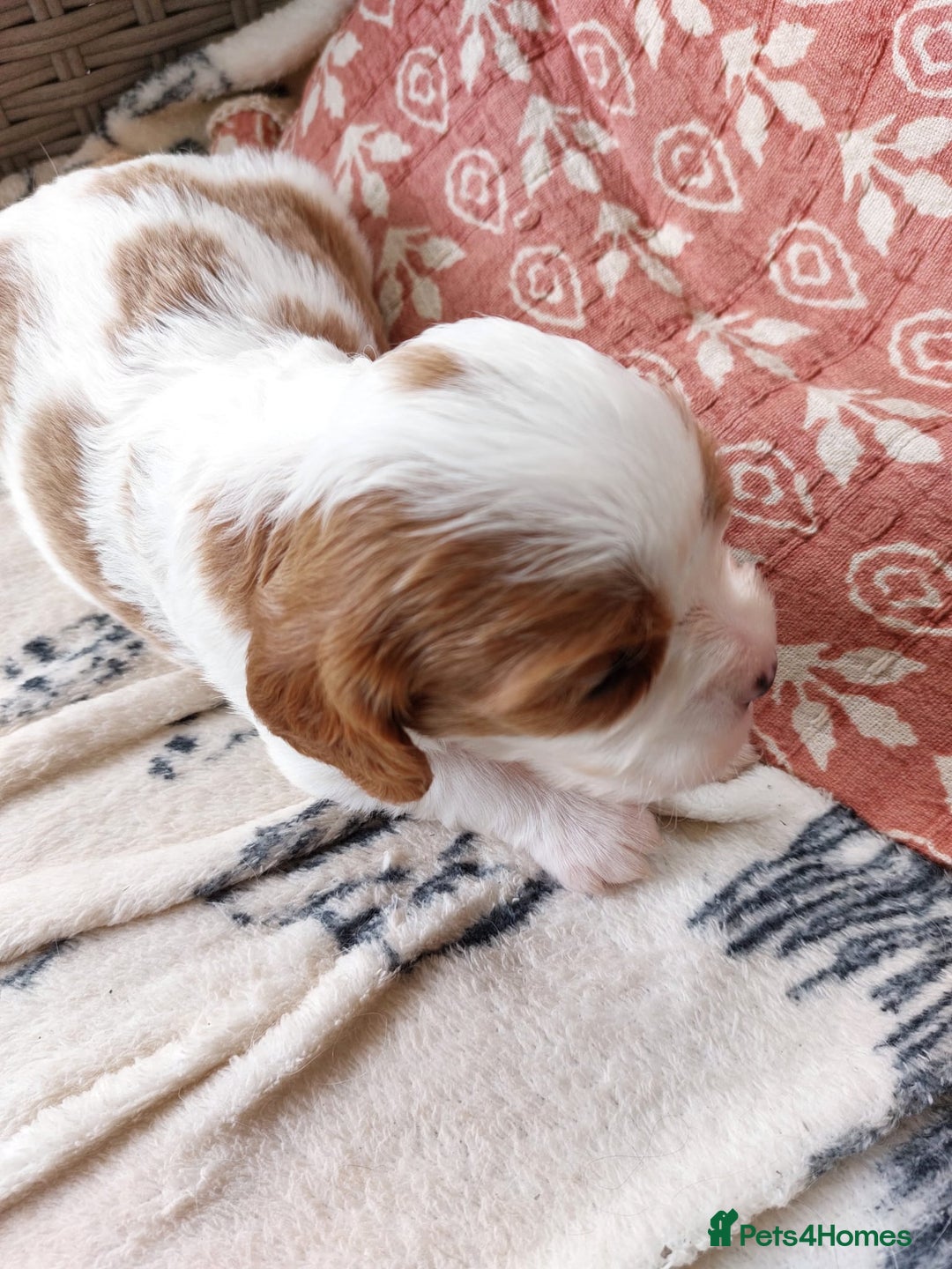 Cavalier King Charles Spaniel dogs for sale: Outstanding Cavalier King Charles Puppies  - Image 14