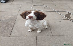 English Springer Spaniel dogs for sale: 11 month old springer spaniel BITCH - Image 1