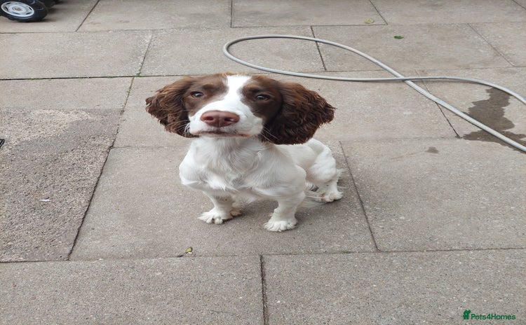 English Springer Spaniel dogs - Advert 9