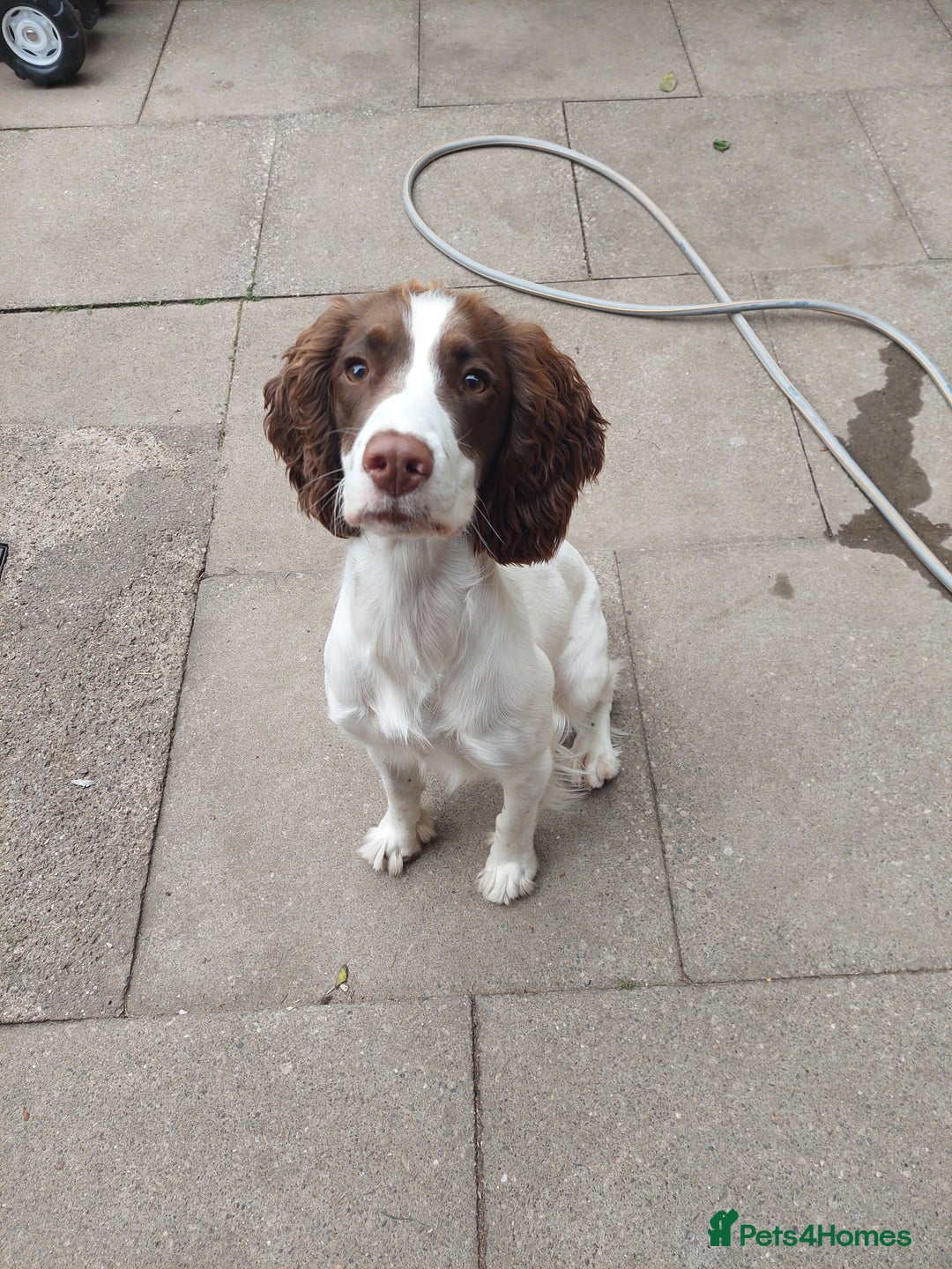 English Springer Spaniel dogs for sale: 11 month old springer spaniel BITCH - Image 1