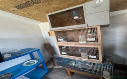 Budgerigars birds for sale: Breeding pairs with chicks - Image 13