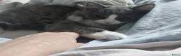 Ragdoll cats for sale: Ragdoll X British long hair - Advert 4