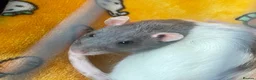 Rat rodents for sale: 2 FEMALE FANCY RATS - Advert 7