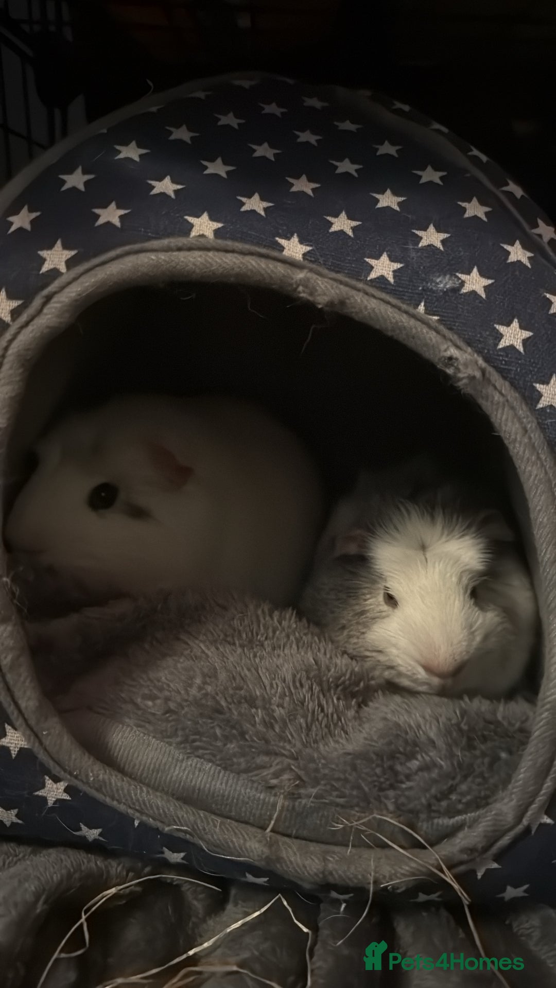 Guinea Pig rodents for sale: 2 male guinea pigs - Image 1