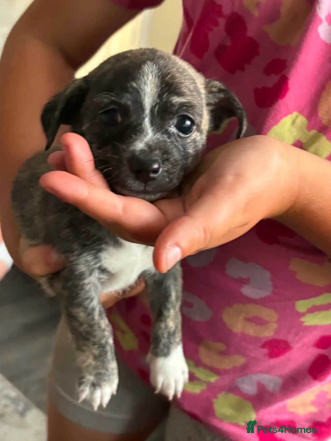 Chihuahua dogs for sale: 🐶💙 Brothers by Birth, Best Friends for Life 💙🐶 - Advert 2
