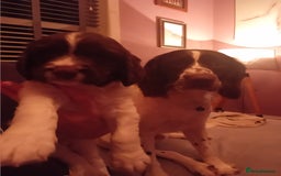 English Springer Spaniel dogs for sale: English Springer Spaniel  - Advert 8