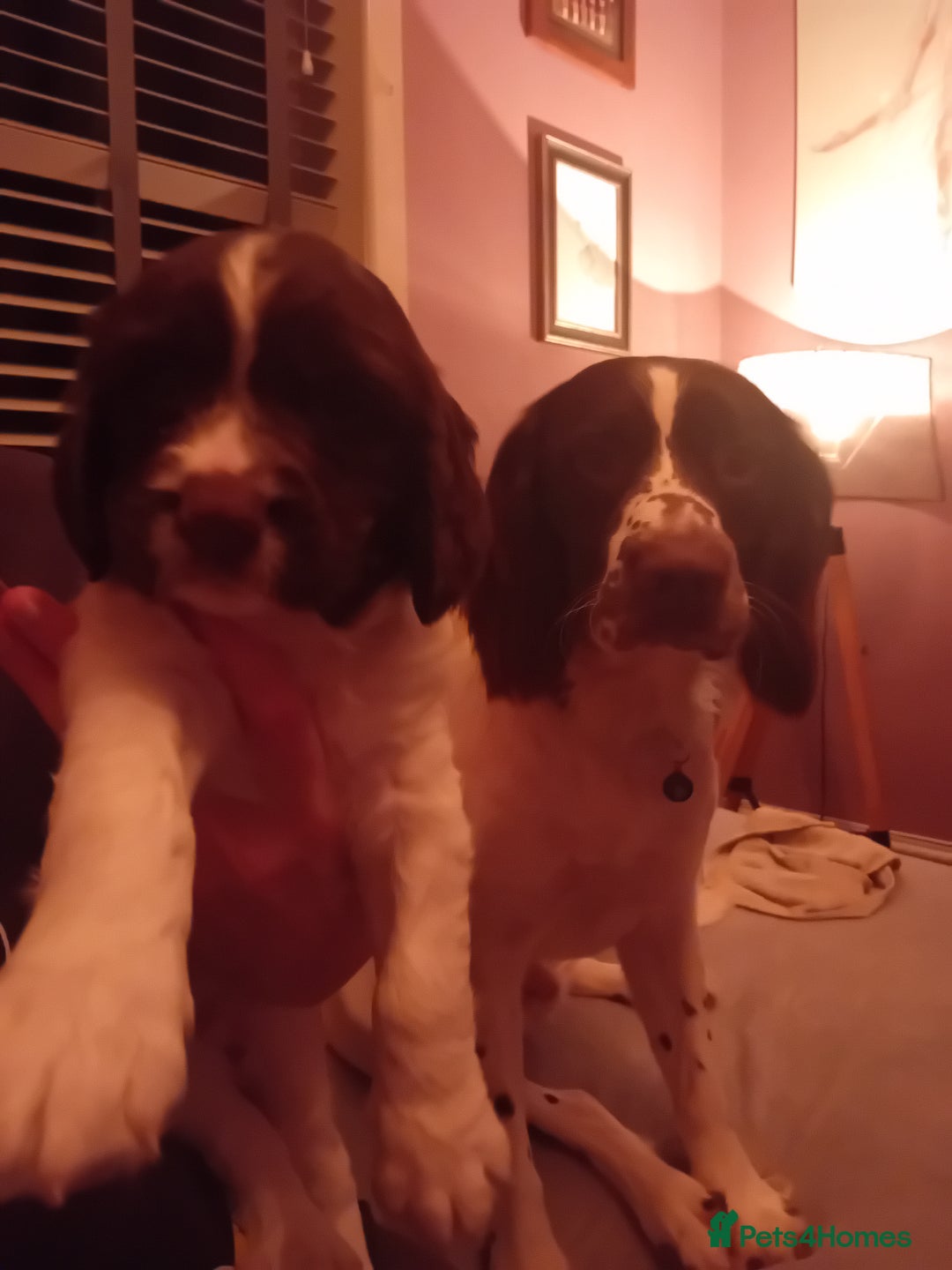 English Springer Spaniel dogs for sale: English Springer Spaniel  - Advert 8