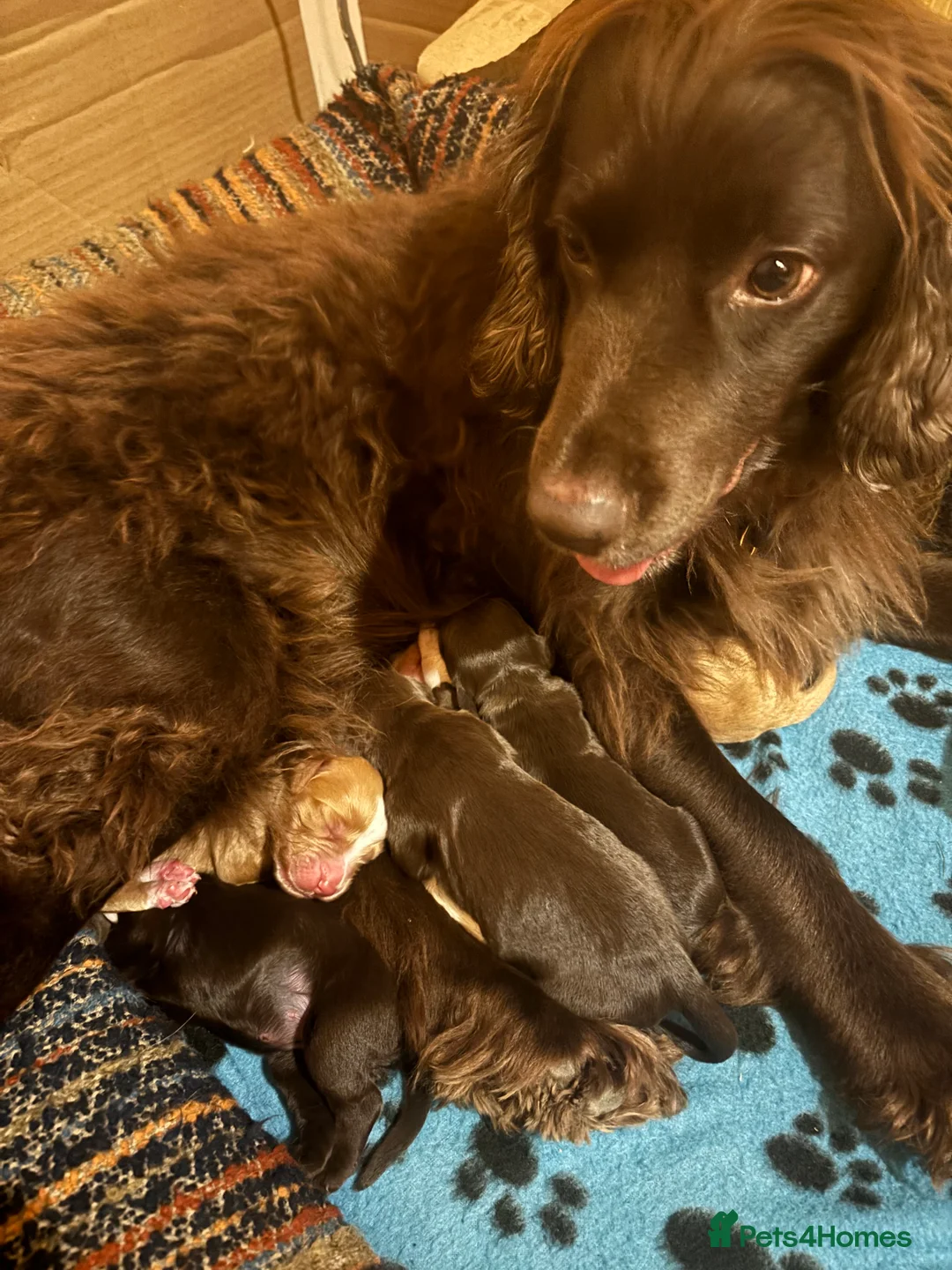 Cocker Spaniel dogs for sale: Gorgeous working cocker spaniel pups. 2 left.  - Advert 3