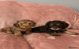 Mixed Breed dogs for sale: MAGNIFICENT LONG-HAIRED MINIATURE PUPPIES - Image 1