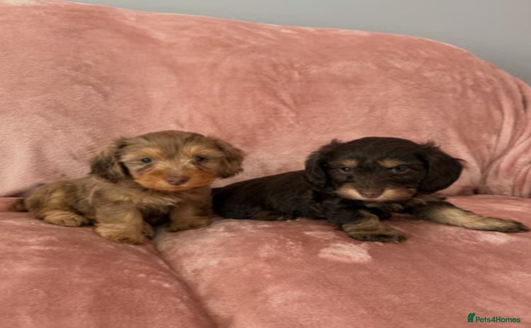 Mixed Breed dogs - Advert 1