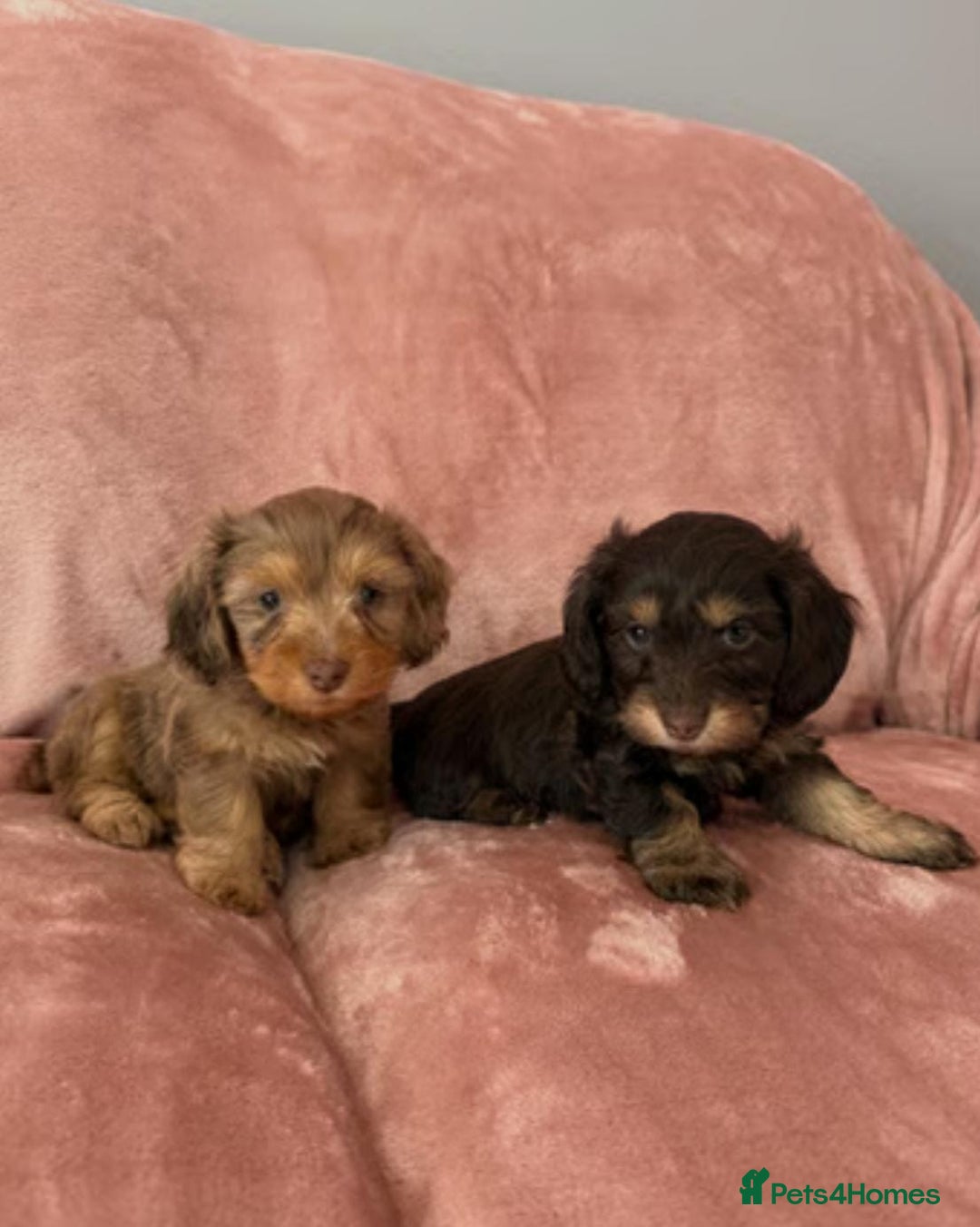 Mixed Breed dogs for sale: MAGNIFICENT LONG-HAIRED MINIATURE PUPPIES - Image 1