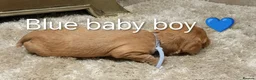 Cavalier King Charles Spaniel dogs for sale: DNA TESTED CAVALIER KING CHARLES  - Advert 11