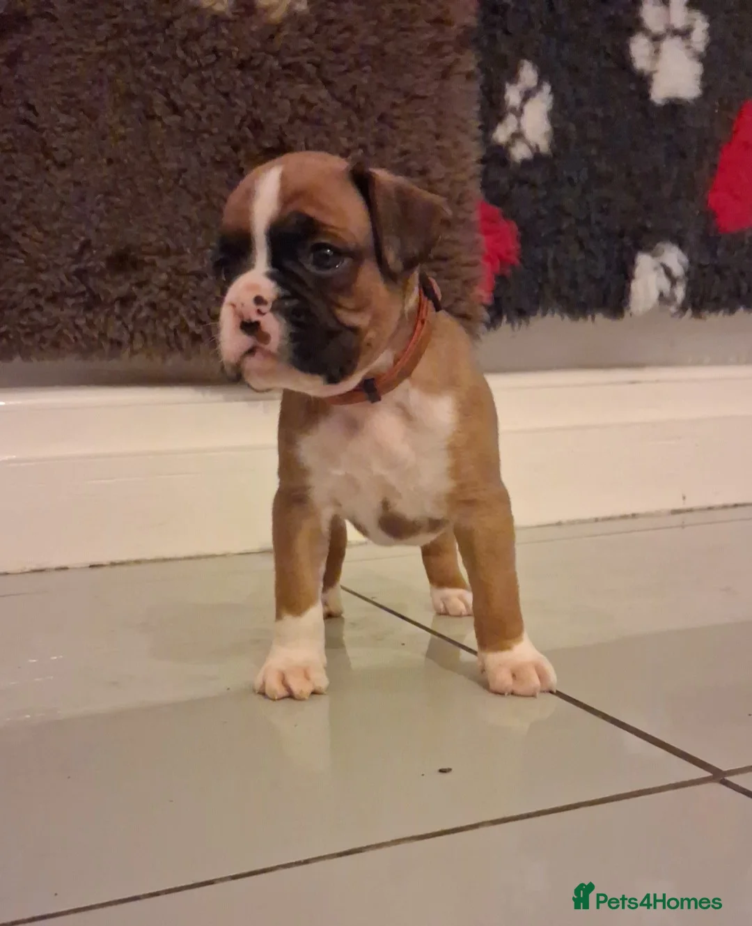 Boxer dogs for sale: BOXER KC REGISTERED PUPPIES AVAILABLE  - Advert 2