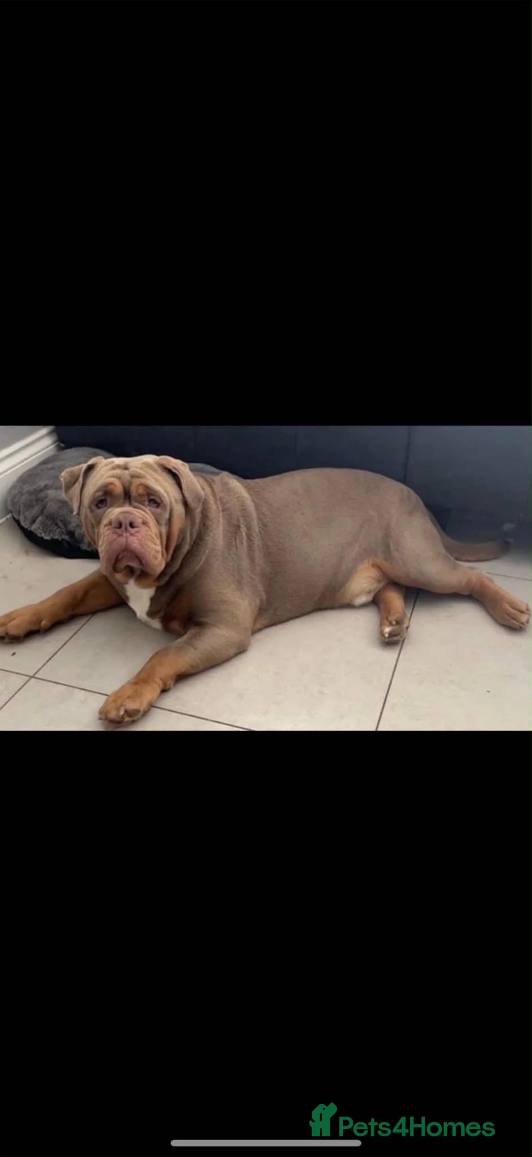 Olde English Bulldogge dogs for sale: Olde English bulldogge puppies - Advert 15