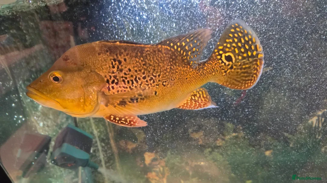 Cichlids fish for sale: Kelberi Peacock Bass - Advert 1