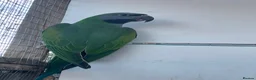 Parakeets birds for sale: Derbyan parakeets  - Advert 2