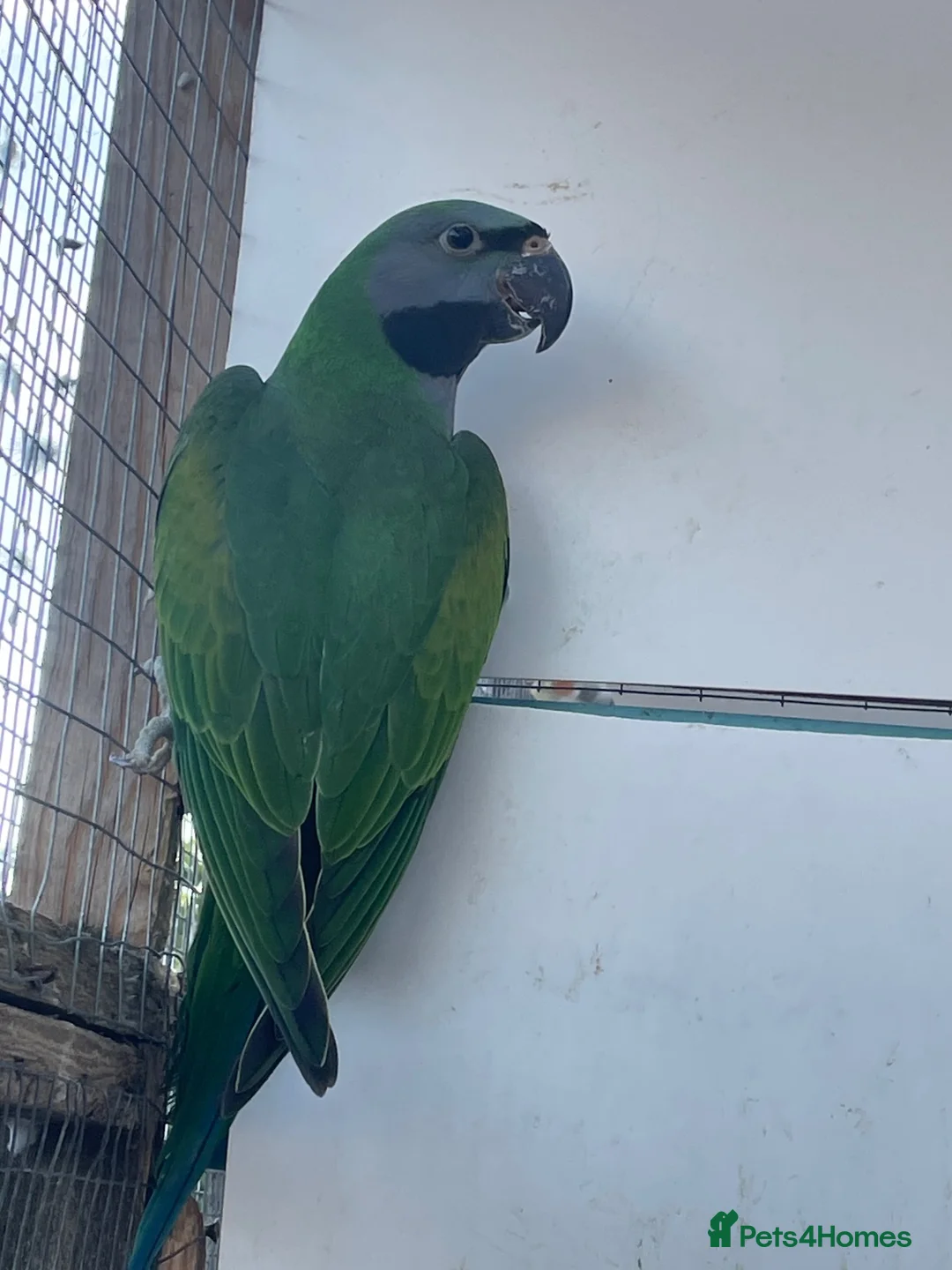 Parakeets birds for sale: Derbyan parakeets  - Advert 2