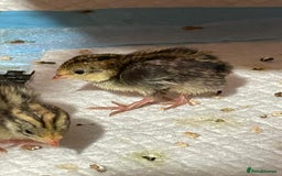 Quail poultry for sale: Chinese painted quails - Image 4