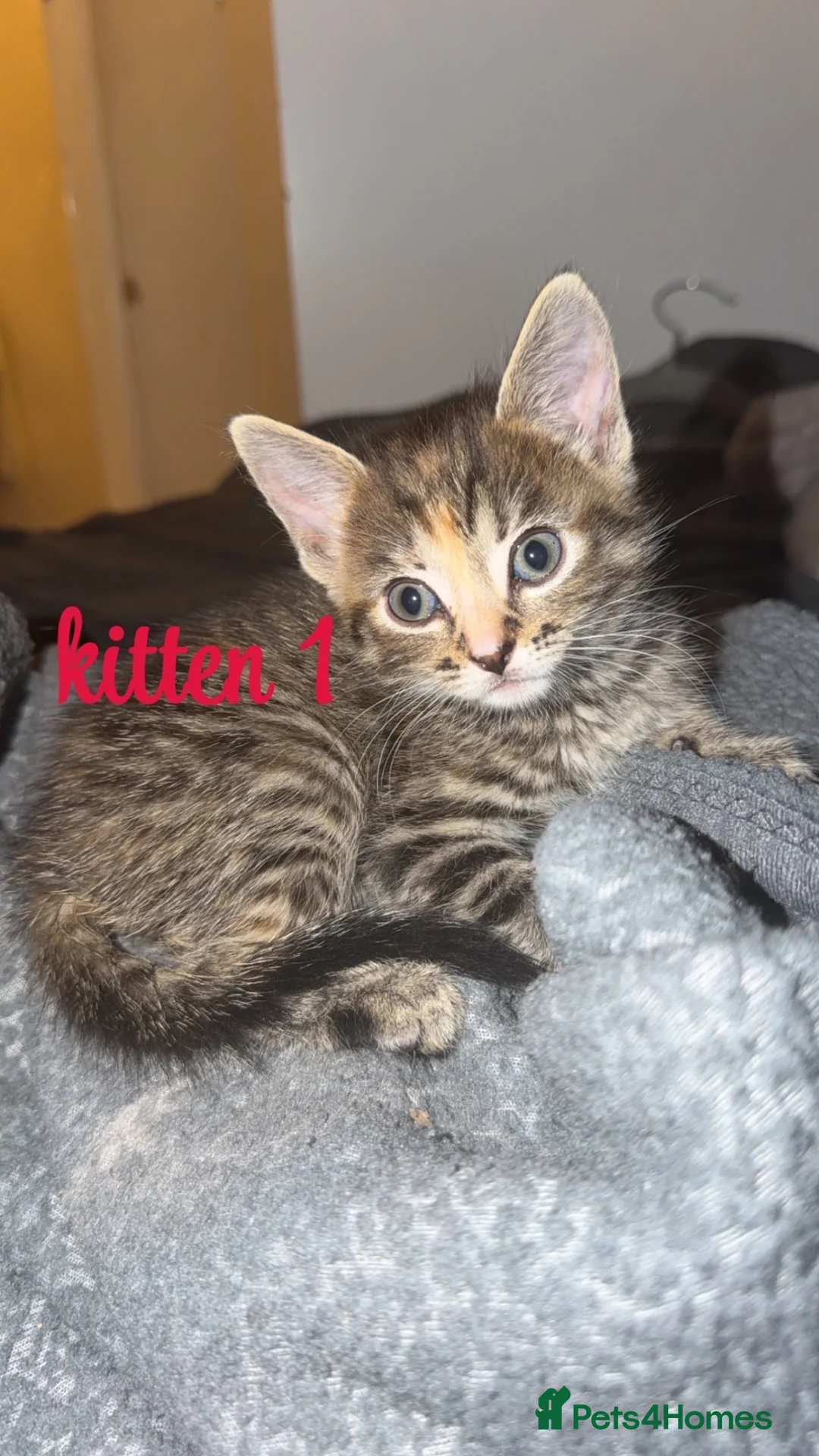 Mixed Breed cats for sale: 8 kittens looking for new homes🩷💙 in Luton - Advert 2