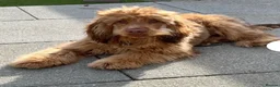 Cocker Spaniel dogs for sale: 🌟 Show Cocker Spaniel's 🌟 - Advert 24