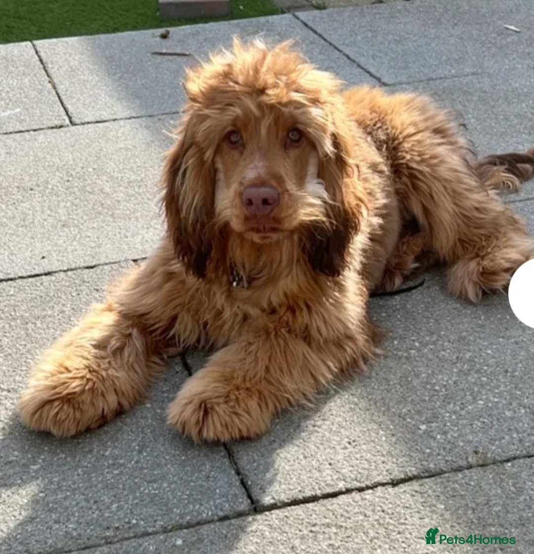 Cocker Spaniel dogs for sale: 🌟 Show Cocker Spaniel's 🌟 - Advert 24