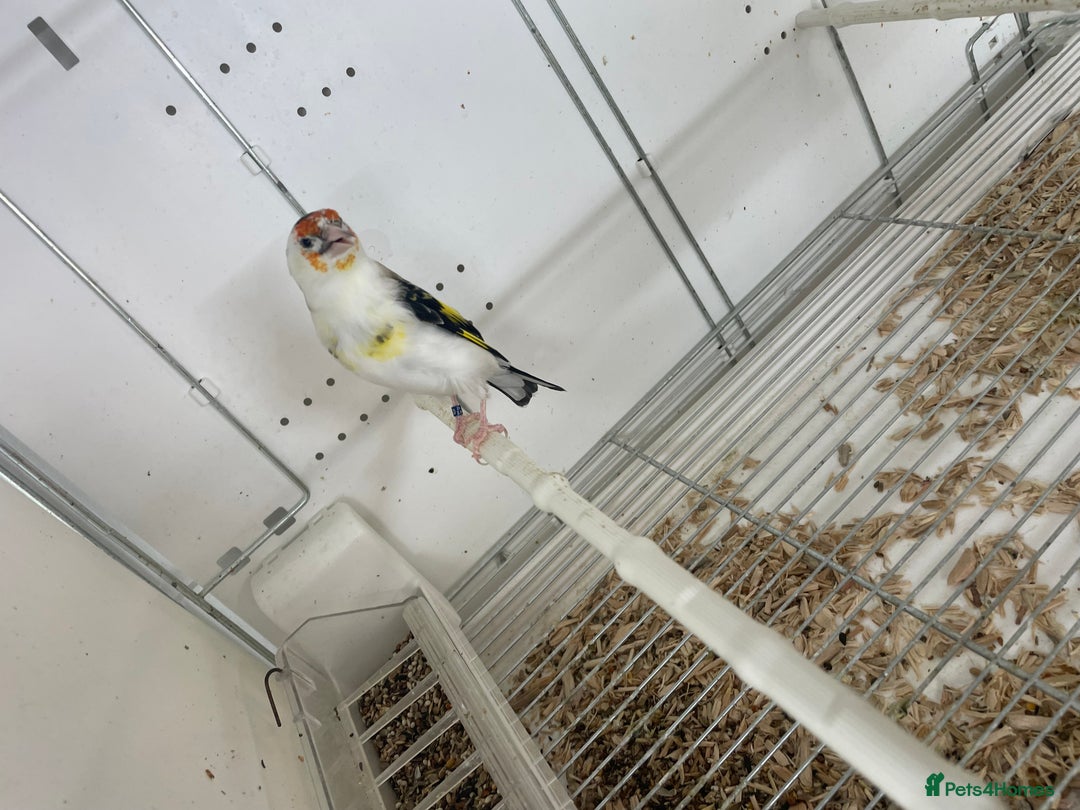 Finches birds for sale: Finches  - Image 6