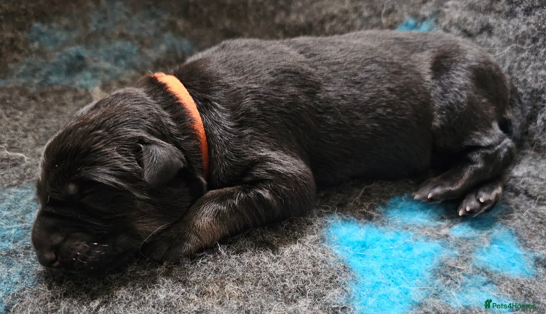 German Shepherd dogs for sale: ✴️3 purebred KC registered straight back GSP's✴️ - Advert 11