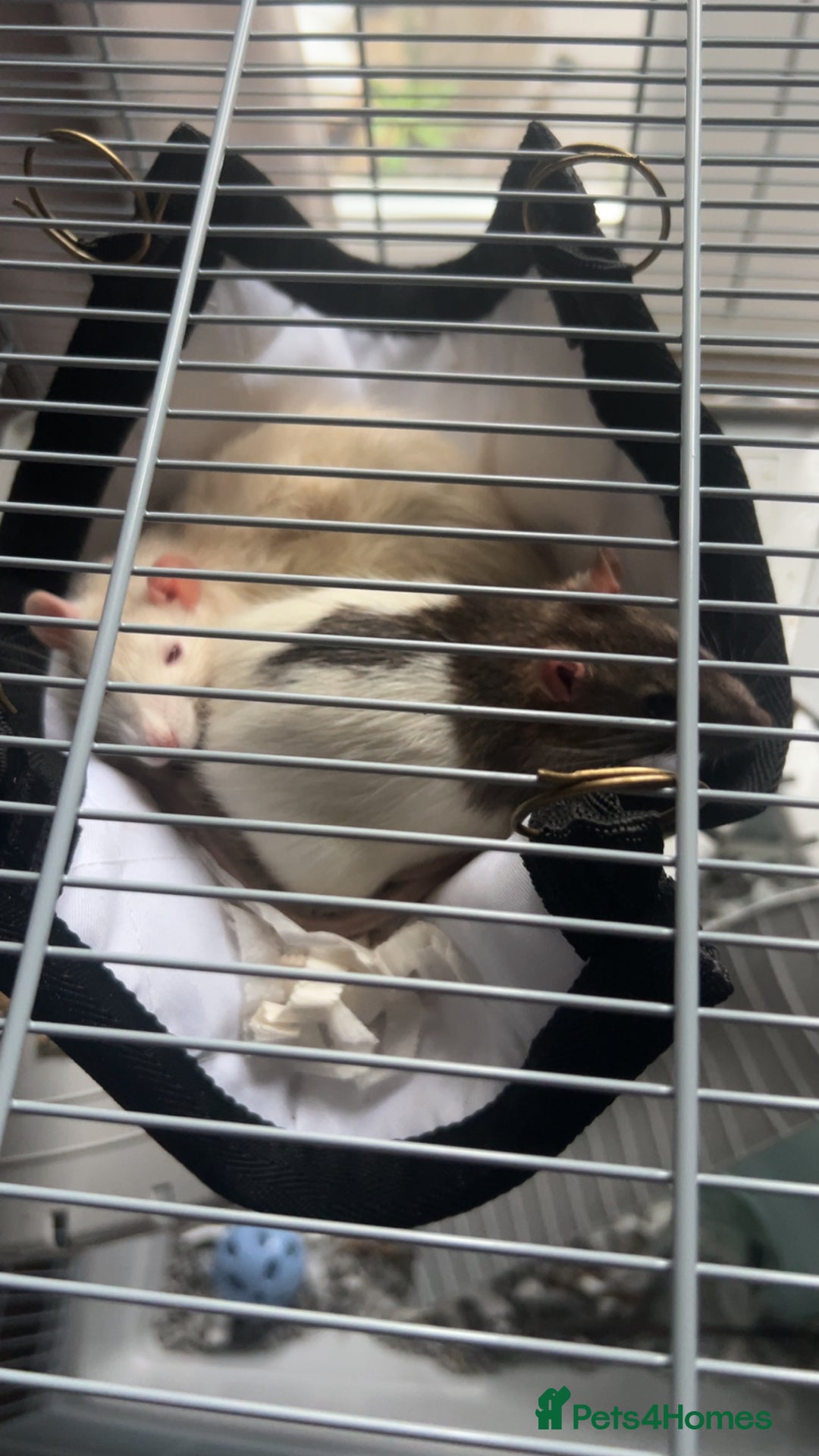 Rat rodents for sale: X2 male rats  - Image 3