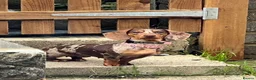 Miniature Dachshund dogs for sale: Miniature dachshunds  - Advert 2
