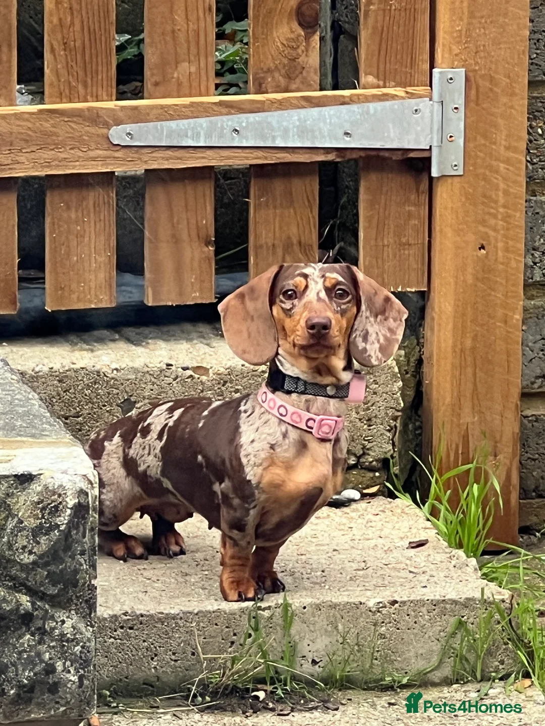 Miniature Dachshund dogs for sale: Miniature dachshunds  - Advert 2