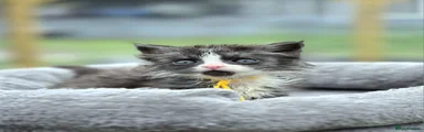 Maine Coon Kitten 5