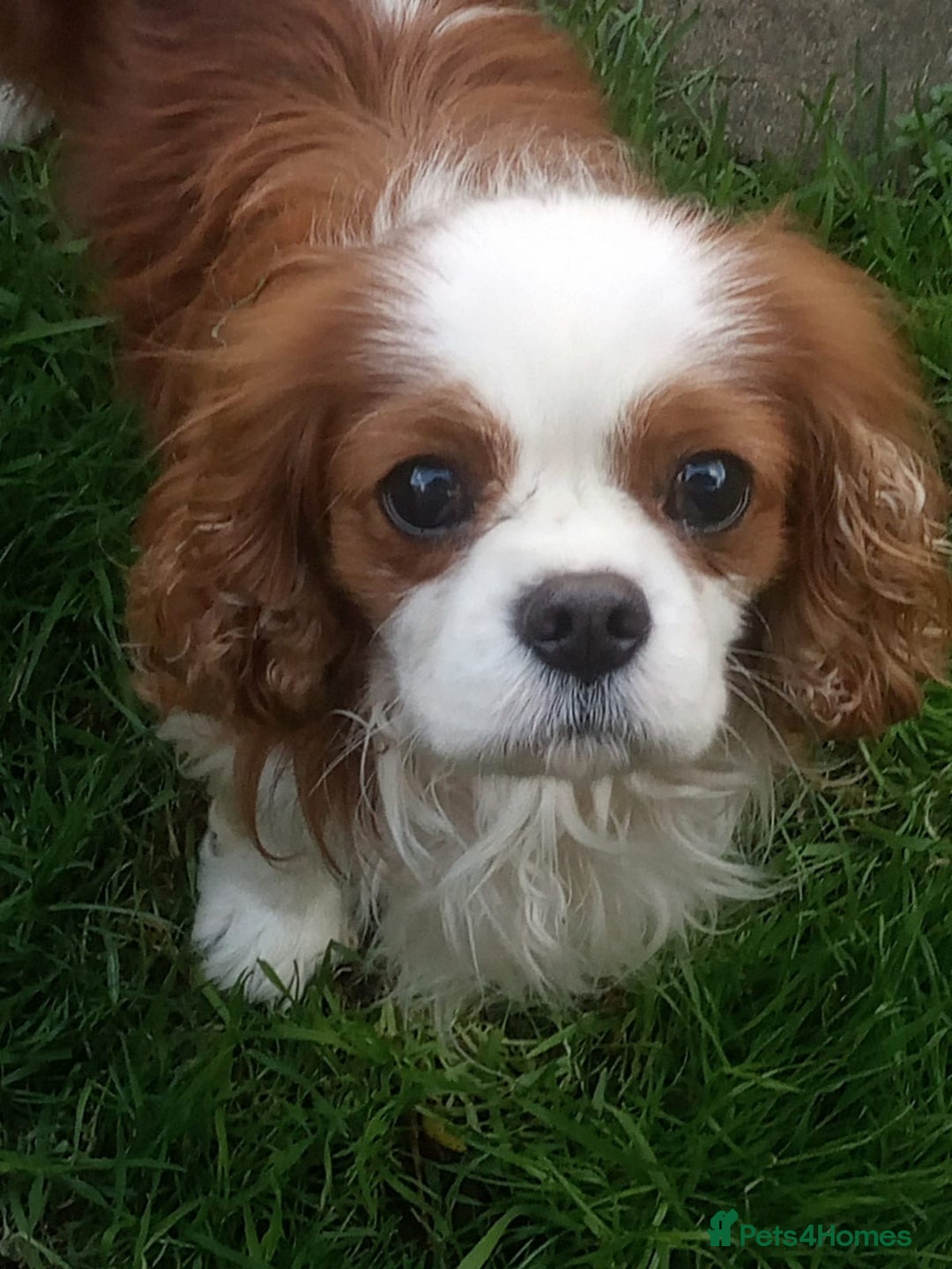 Cavapoo dogs for sale: Outstanding Cavapoo puppies - Advert 8