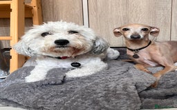 Mixed Breed dogs for sale: Cavapoo x Italian greyhound puppies  - Image 21