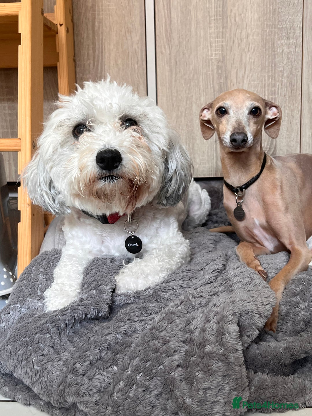 Mixed Breed dogs for sale: Cavapoo x Italian greyhound puppies  - Image 21