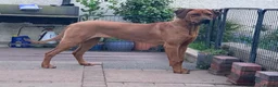 Rhodesian Ridgeback dogs for sale: International a world champion bloodlines - Advert 8