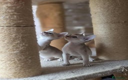 Singapura cats for sale: Stunning Singapura kittens  - Image 1