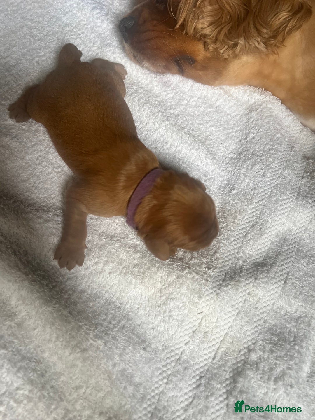 Cavalier King Charles Spaniel dogs for sale: 6 Ruby Puppies!! - Image 6