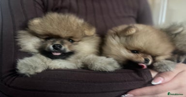 Pomeranian dogs - Advert 1
