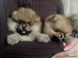 Pomeranian dogs - Advert 1