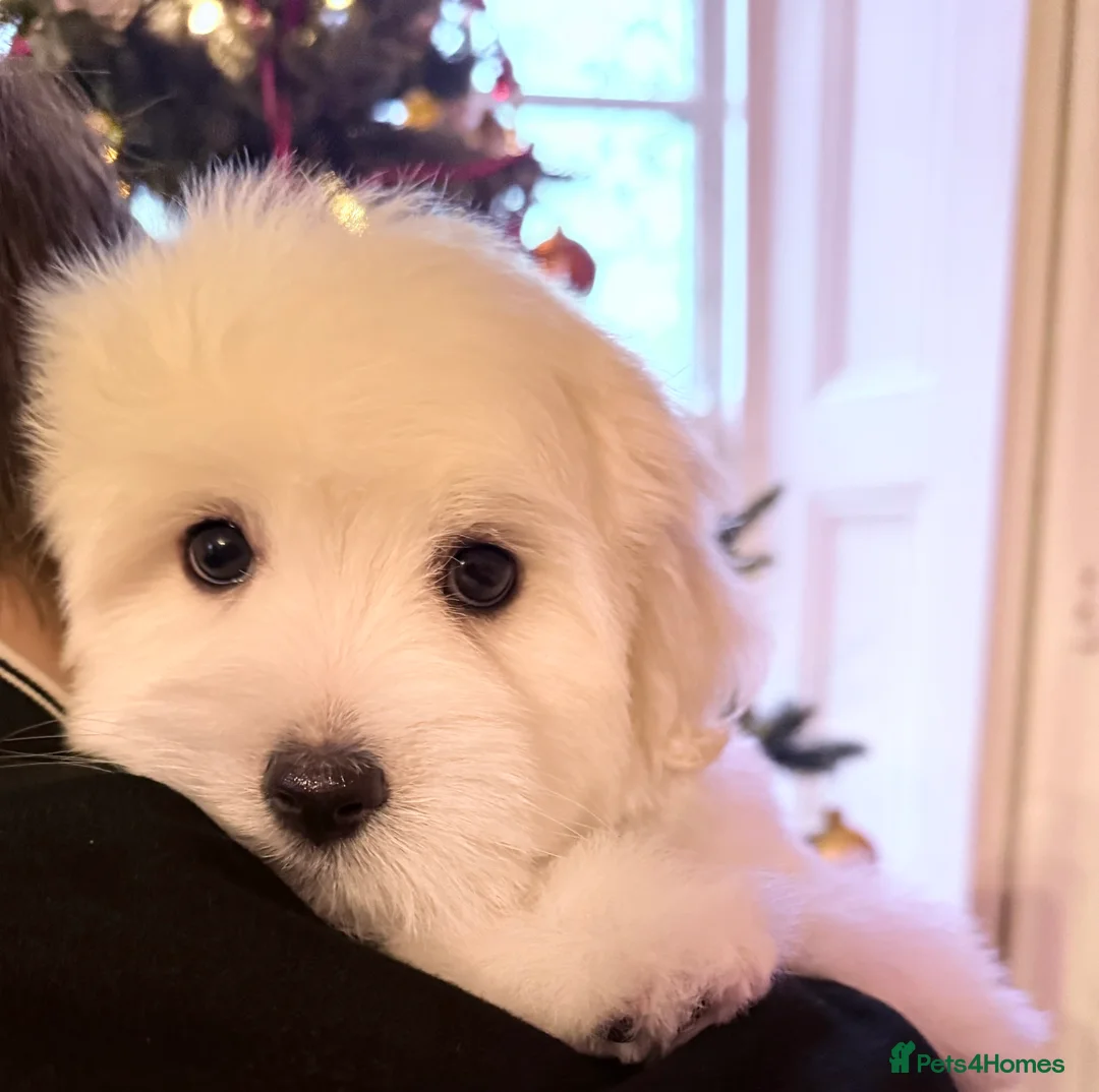 Coton De Tulear dogs for sale: KC reg Coton de Tulear parents DNA health tested  - Advert 23