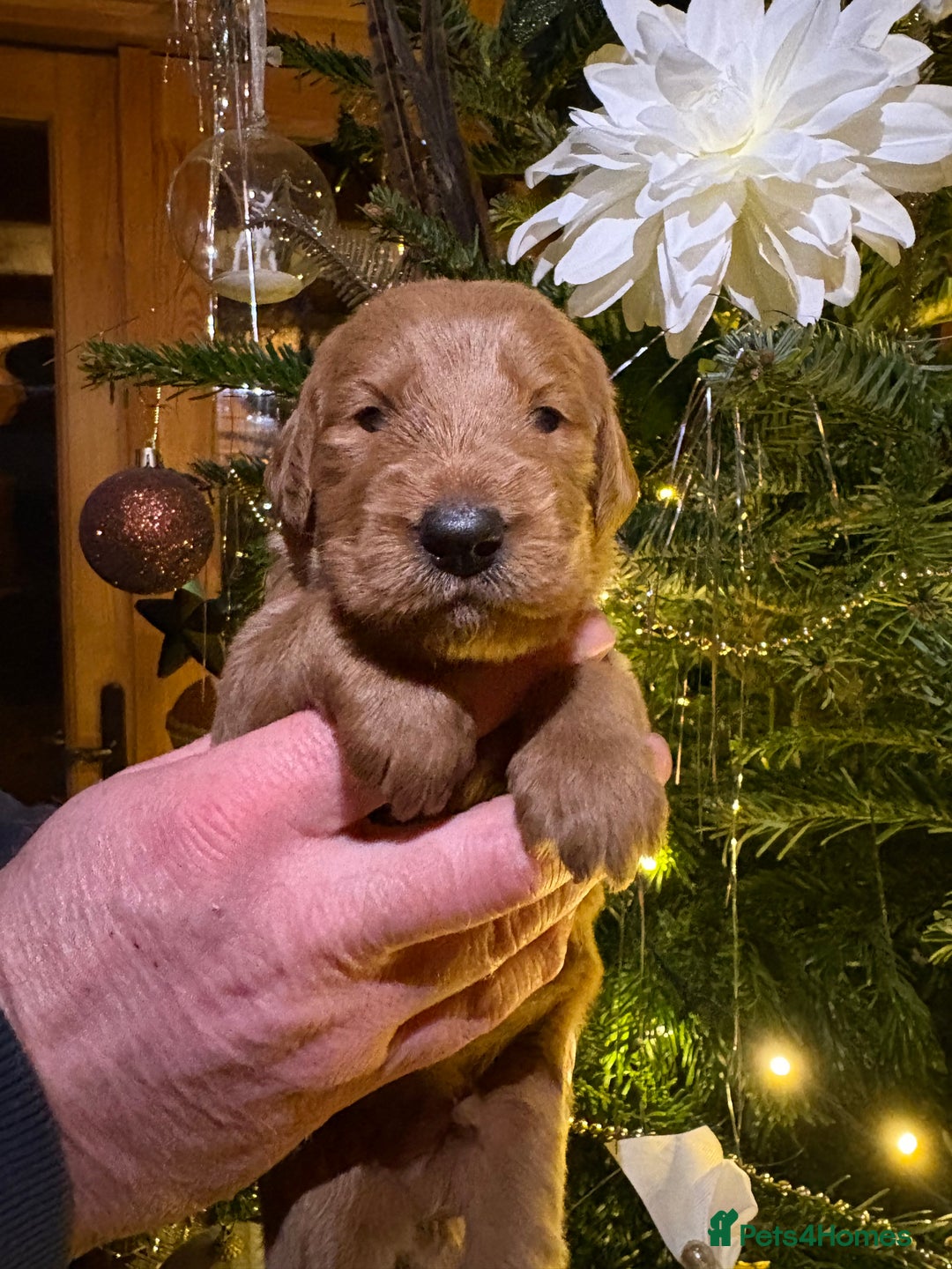 Labradoodle dogs for sale: Pick of the litter Girl Labradoodle remaining - Advert 8