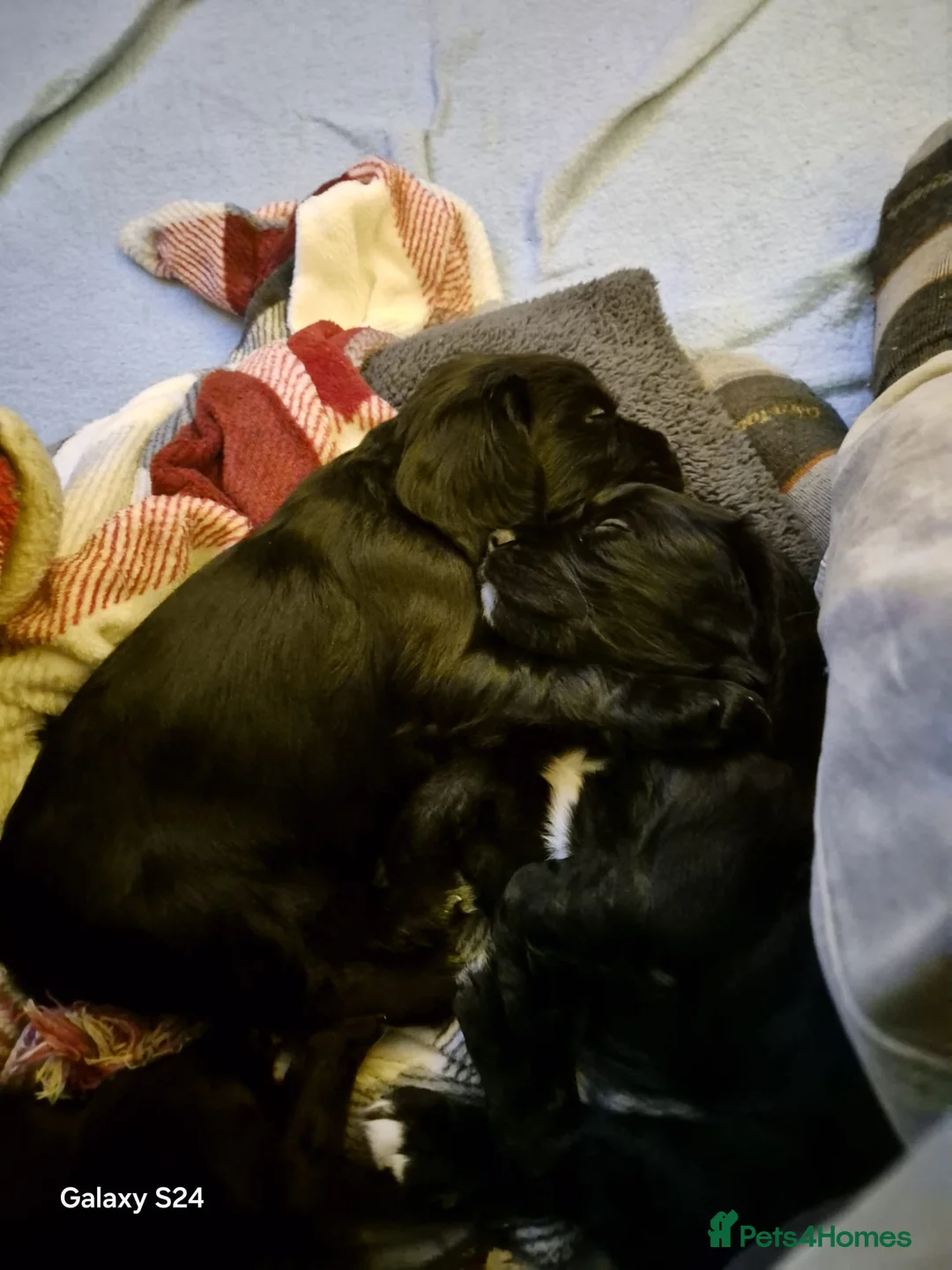 Cocker Spaniel dogs for sale: Working cocker spaniels - Advert 15