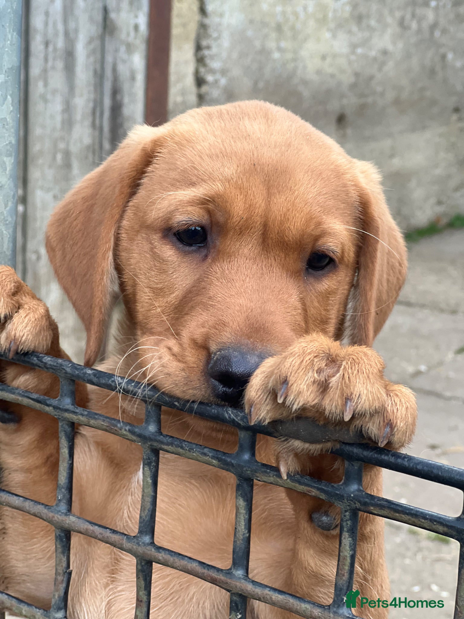 Labrador Retriever dogs for sale: Stunning Fox Red Labrador pups for sale - Advert 15